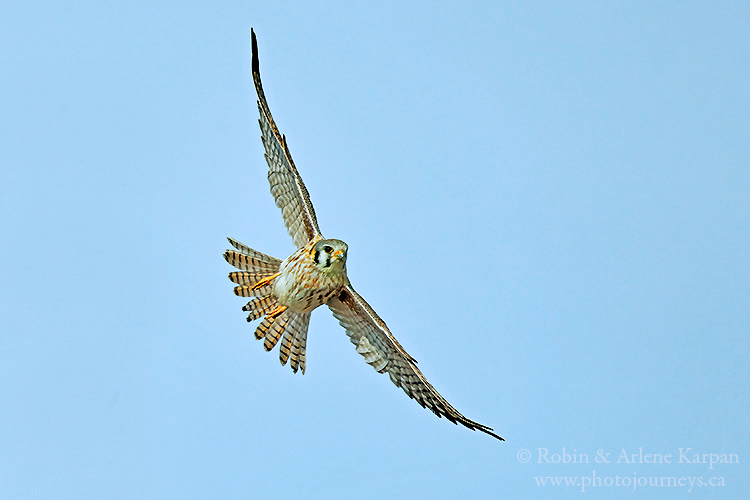 Merlin, Thickwood Hills