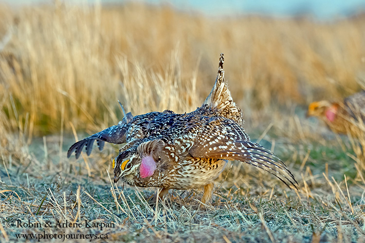 Sharptailed grouse, Saskatchewan