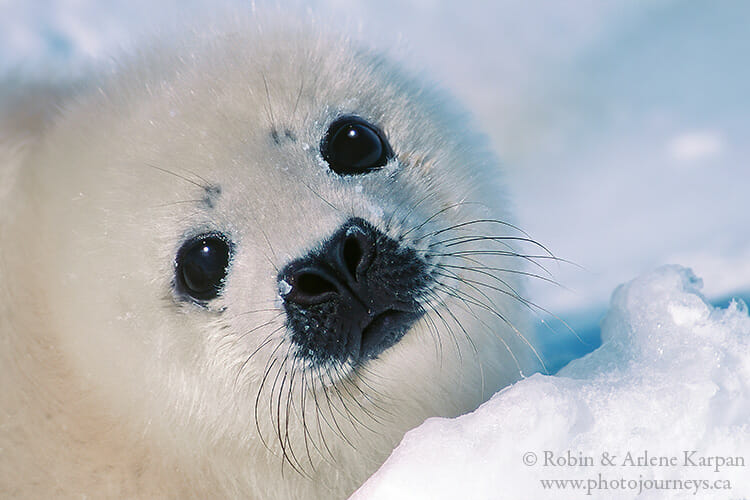 Baby harp seal, Quebec