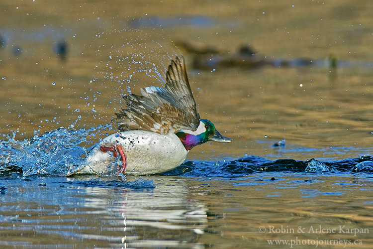 Bufflehead duck, Saskatchewan