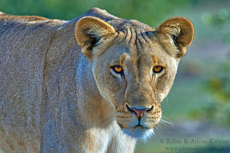 Lioness, South Africa
