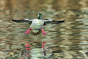 Bufflehead duck, Saskatchewan