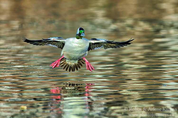 Bufflehead duck