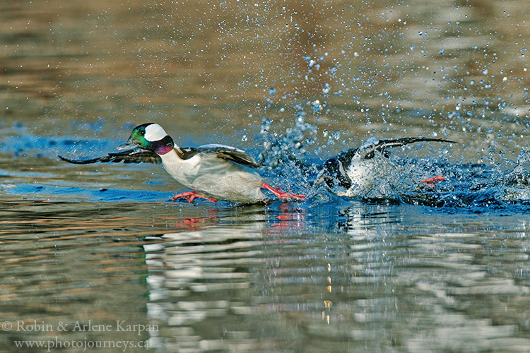 Bufflehead ducks, Saskatchewan