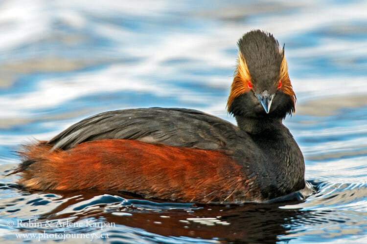 Eared grebe, Saskatchewan