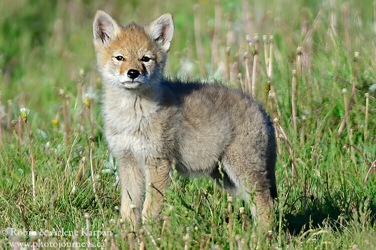 Coyote, Saskatchewan