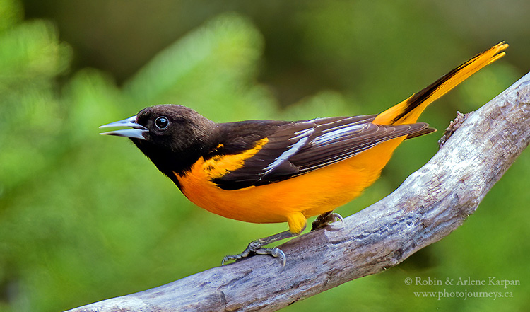 Baltimore Oriole