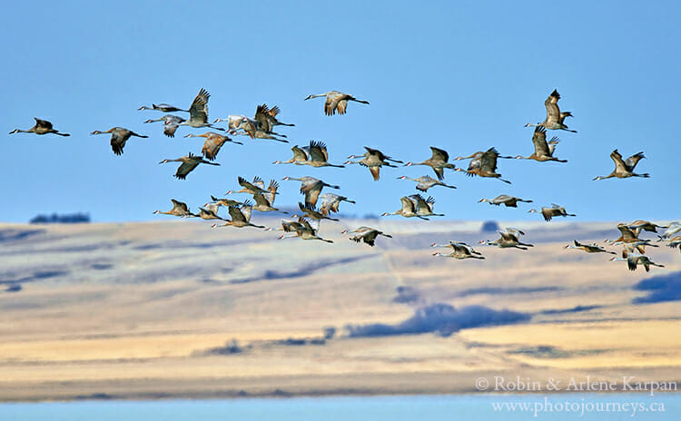 Sandhill cranes, Saskatchewan