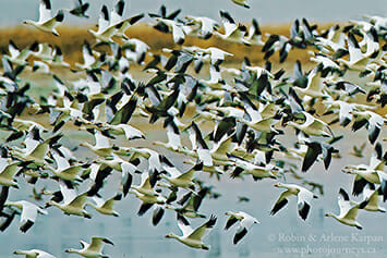 Snow geese, Saskatchewan