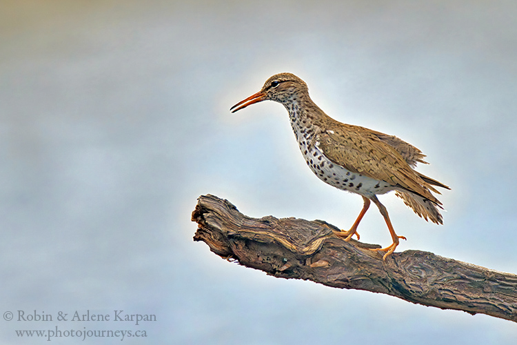 Spotted sandpiper, Thickwood Hills.