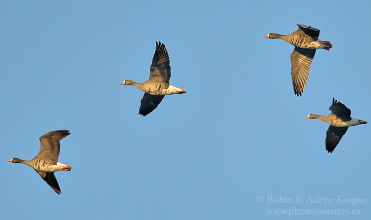 Greater white-fronted geese, Saskatchewan