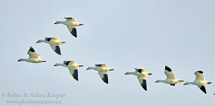 Waterfowl migration, Saskatchewan