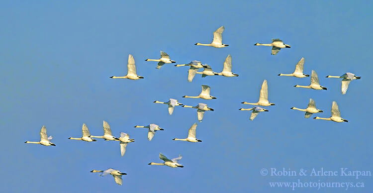 Tundra swans, Saskatchewan