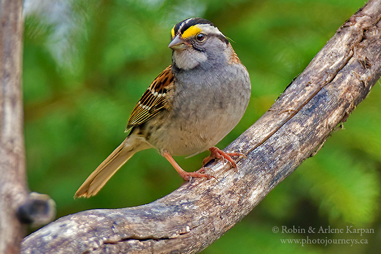 White-throated sparrow, Saskatchewan