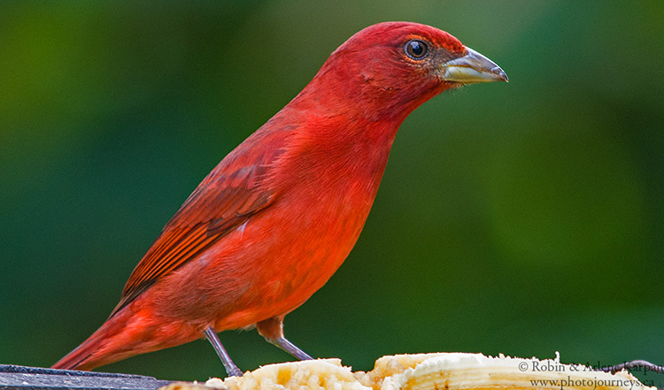 Summer tanager, Salento, Colombia