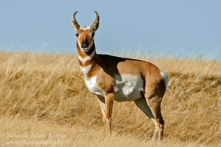 Pronghorn, Saskatchewan