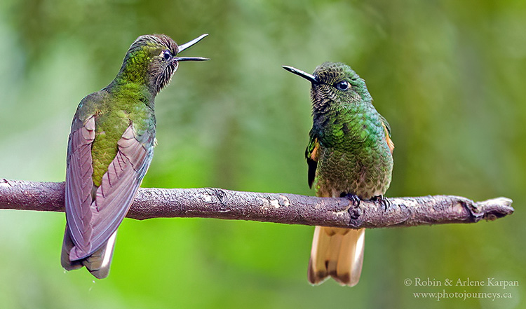 Buff-tailed coronet hummingbirds, Colombia