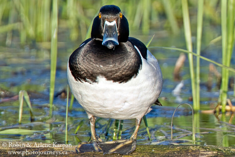 Male Ring-necked duck, Saskatchewan