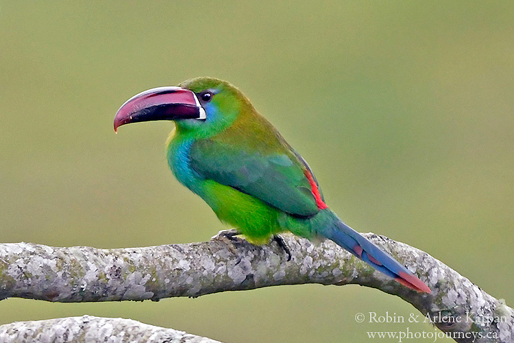 Chestnut-tipped toucanet, Filandia, Colombia.