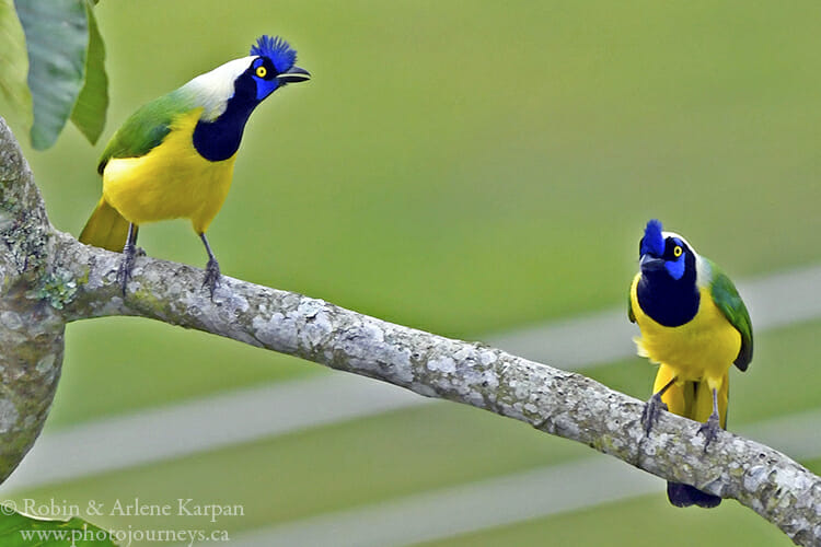  Inca jays, Filandia, Colombia.