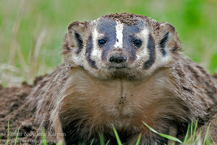 Badger, Saskatchewan