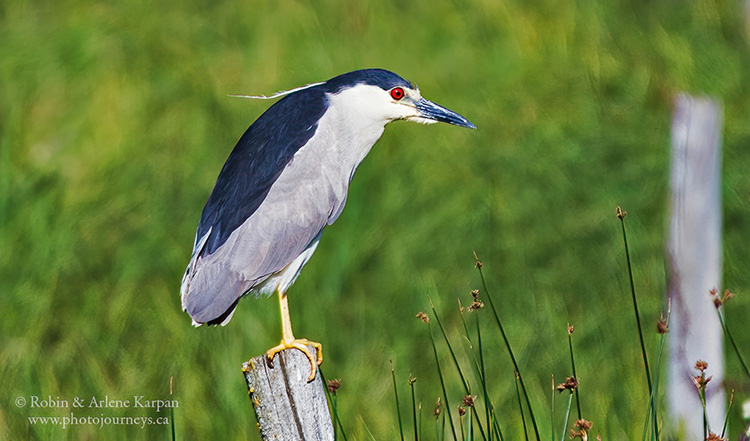 Black-crowned night heron