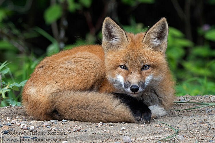 Red fox, Saskatchewan