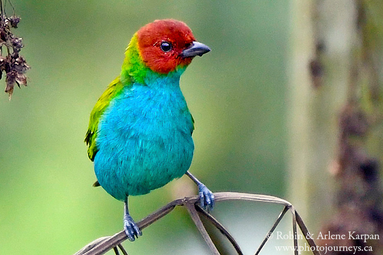 Bay-headed tanager, Salento, Colombia.
