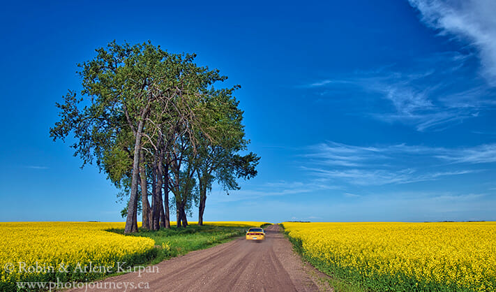 Canola field, Saskatchewan