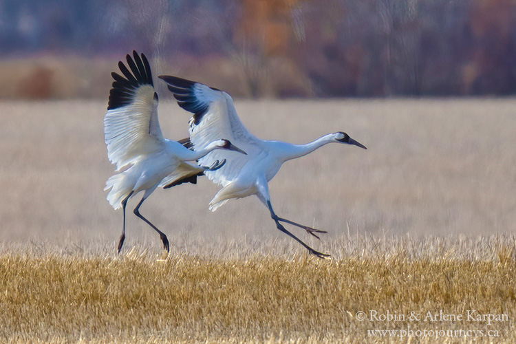 Whooping cranes, Saskatchewan