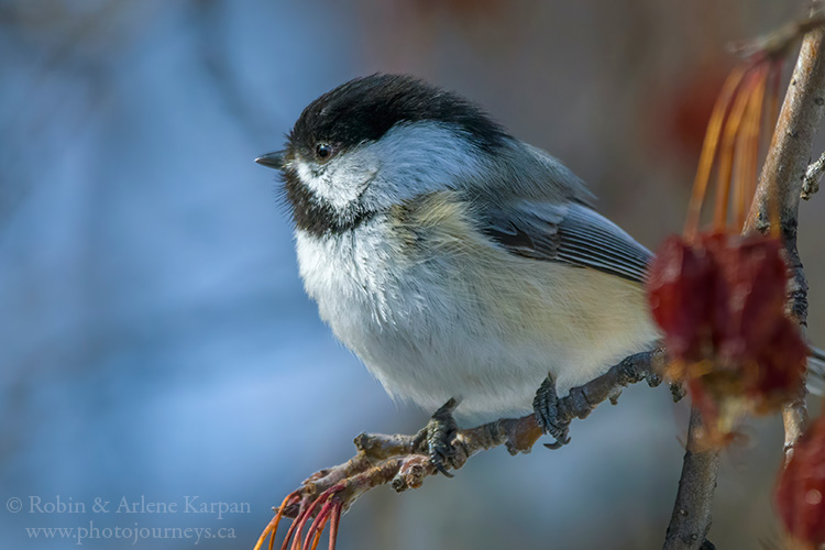 Black-capped Chickadee, Saskatchewan