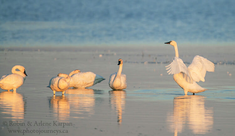 Tundra swans, Saskatchewan