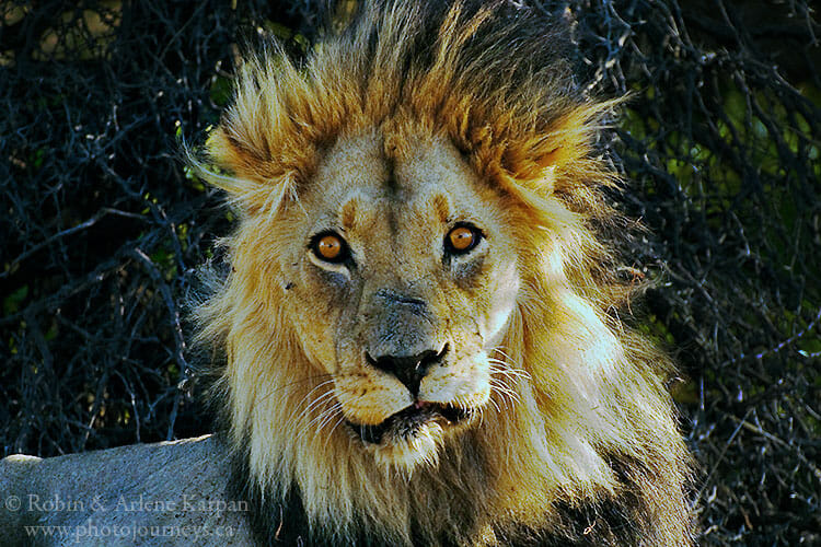 Male lion, South Africa
