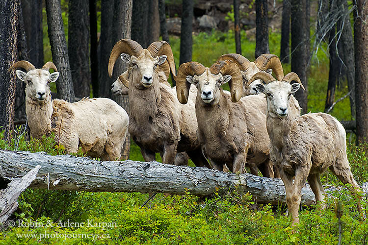 Bighorn sheep, Waterton Lakes National Park, Alberta