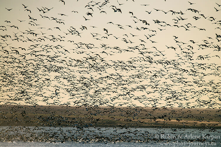 Waterfowl migration, Saskatchewan