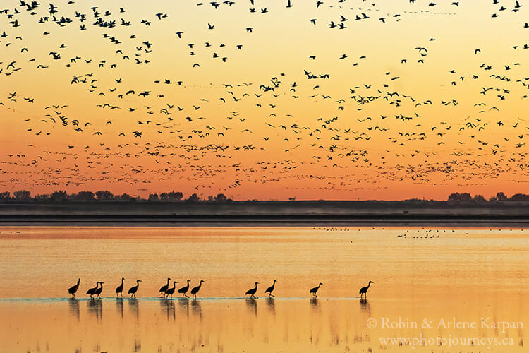 Waterfowl migration