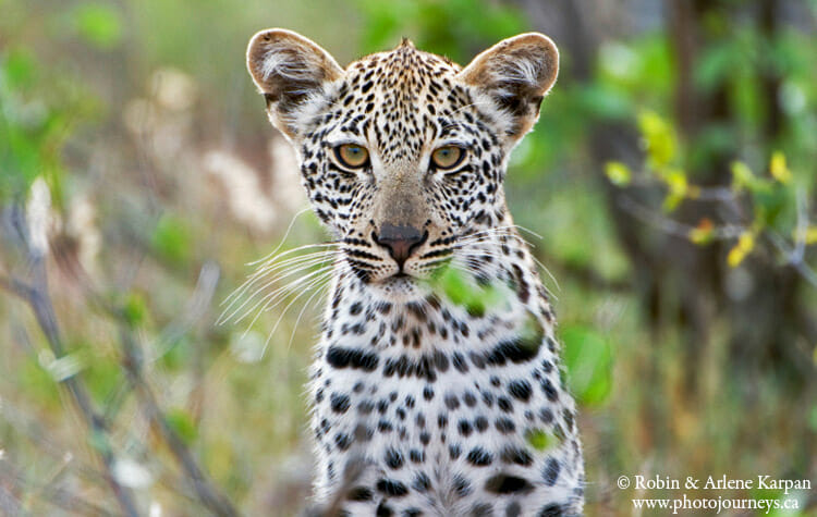 Baby leopard, South Africa