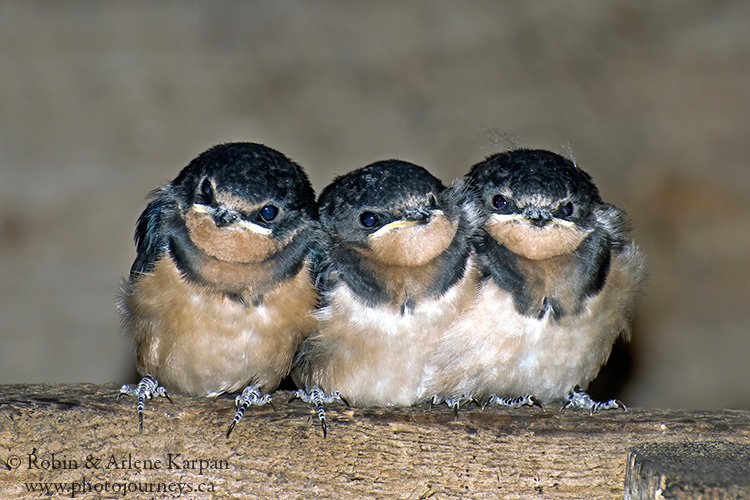 Barn swallow chicks, Saskatchewan