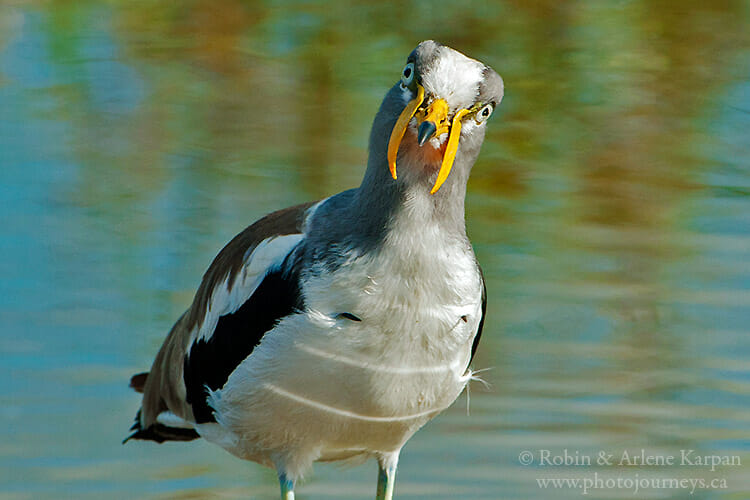 White-crowned lapwing, South Africa