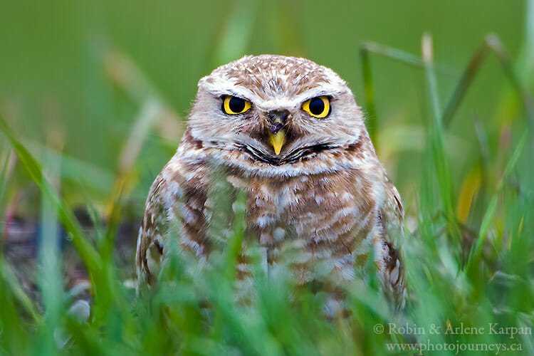 Burrowing owl, southern Saskatchewan.