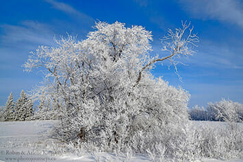 Hoarfrost on tree, winter photography