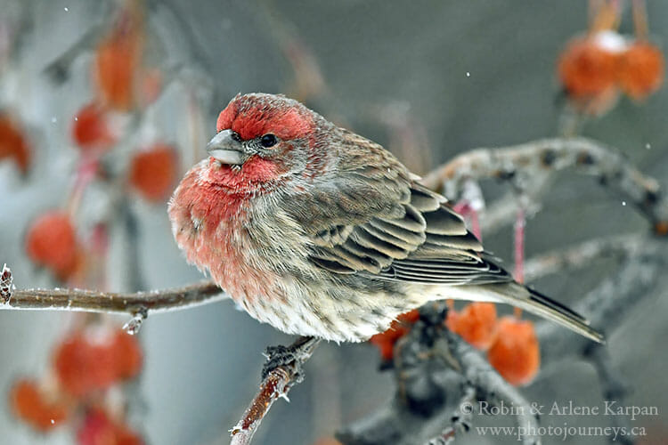 House finches, Saskatoon, in winter