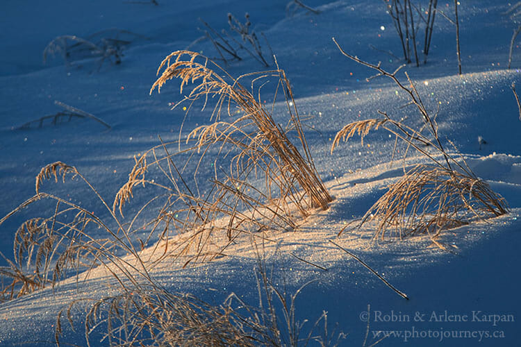 Frost on grass, Saskatchewan, Winter photography