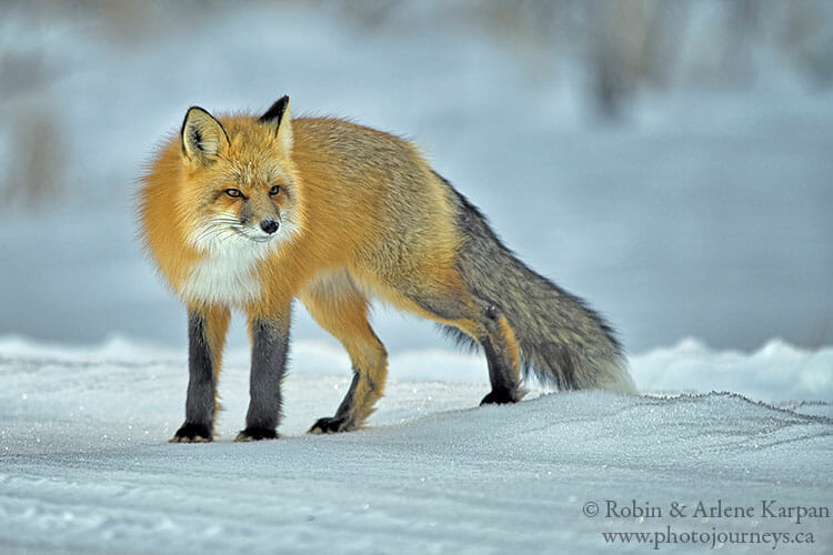 Red fox, winter photography