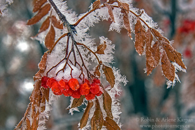 Mountain ash berries, winter photography