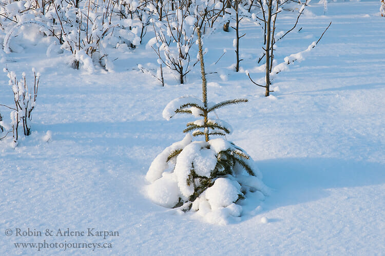 Spruce tree in snow, winter photography