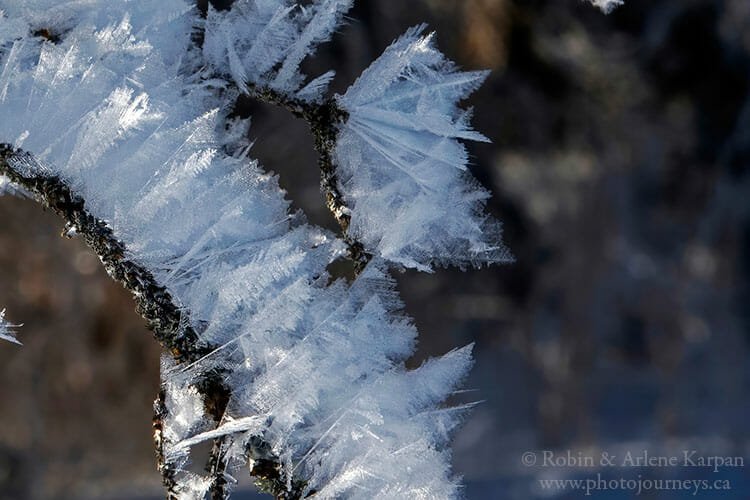 Frost crystals