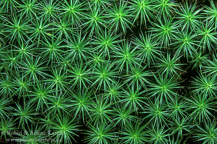 Moss patterns, Saskatchewan