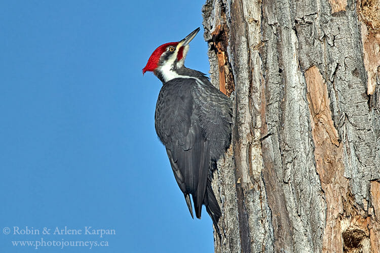 Pileated woodpecker, Prince Albert National Park, Saskatchewan