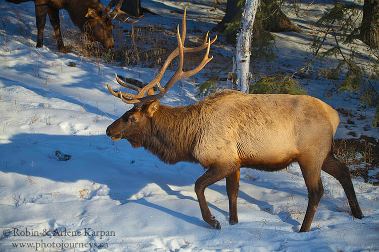 Bull elk, Prince Albert National Park, Saskatchewan, winter